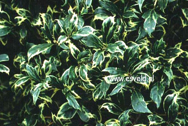 Osmanthus heterophyllus 'Kinbu'