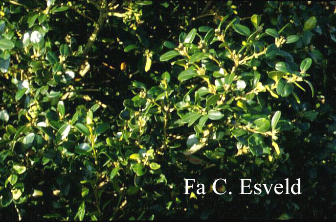 Buxus microphylla 'National'