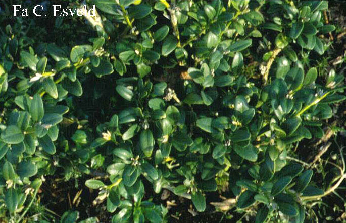 Buxus colchica