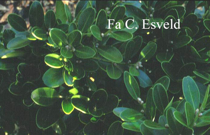 Buxus balearica