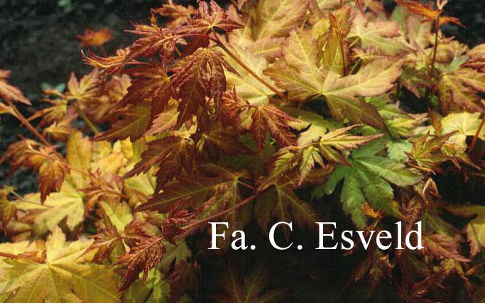 Acer palmatum 'Orange Dream'