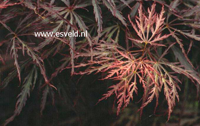 Acer palmatum 'Pink Filigree'