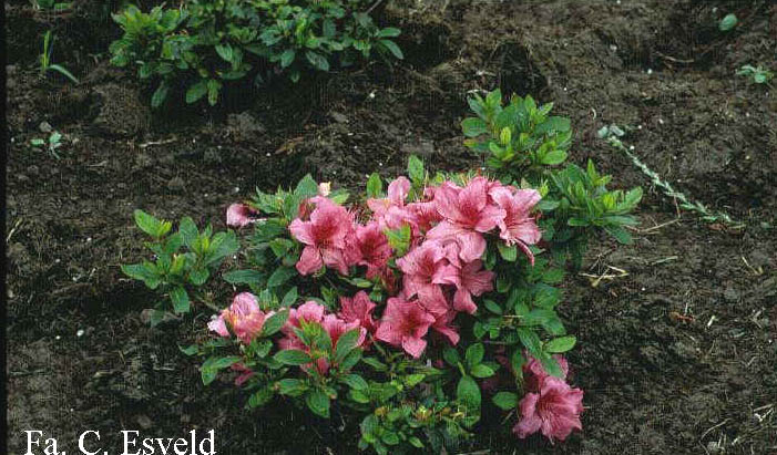 Azalea 'Chippewa'