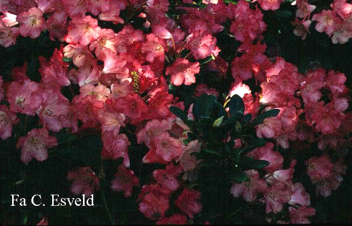 Rhododendron 'Lampion'