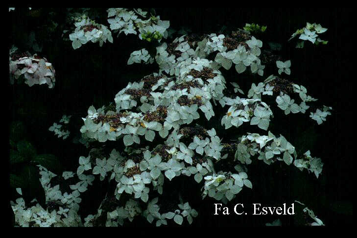 Hydrangea macrophylla 'Lanarth White'