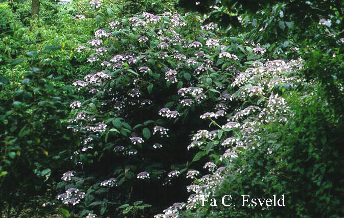 Hydrangea aspera 'Macrophylla'