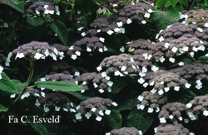 Hydrangea aspera sargentiana