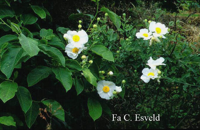 Romneya coulteri