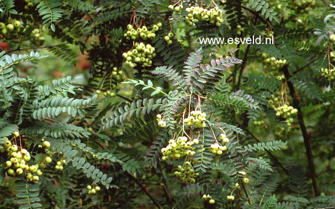 Sorbus frutescens