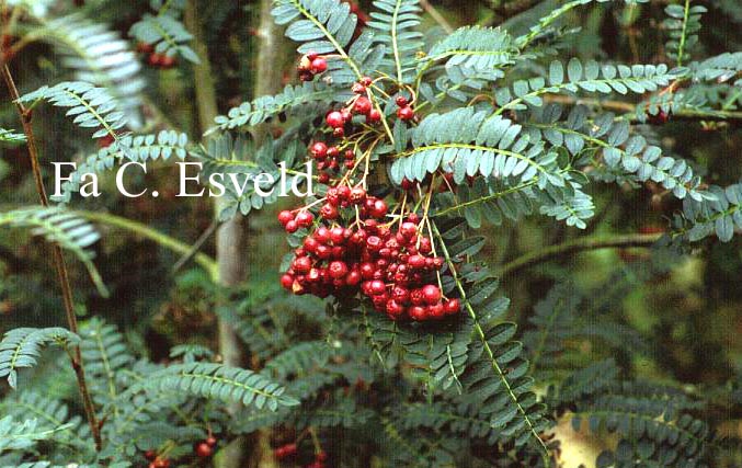 Sorbus khumbiensis