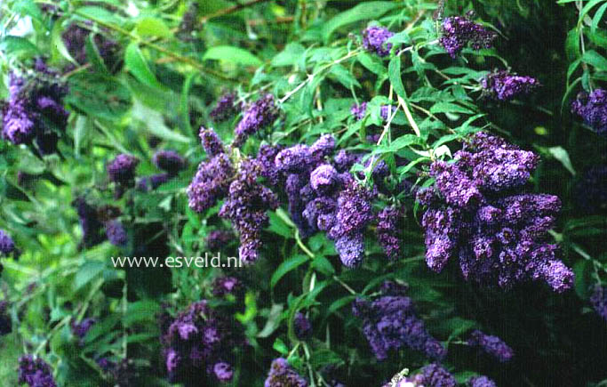 Buddleja davidii