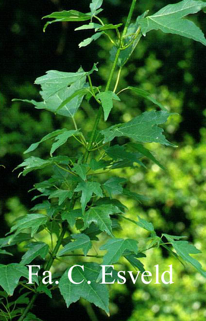 Acer buergerianum 'Shirley Debacq'