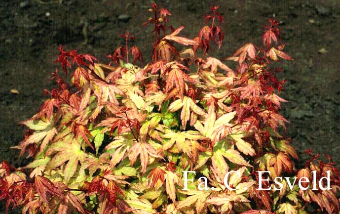 Acer palmatum 'Momoiro koyasan'