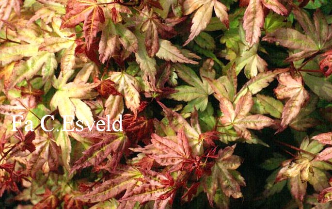 Acer palmatum 'Momoiro koyasan'