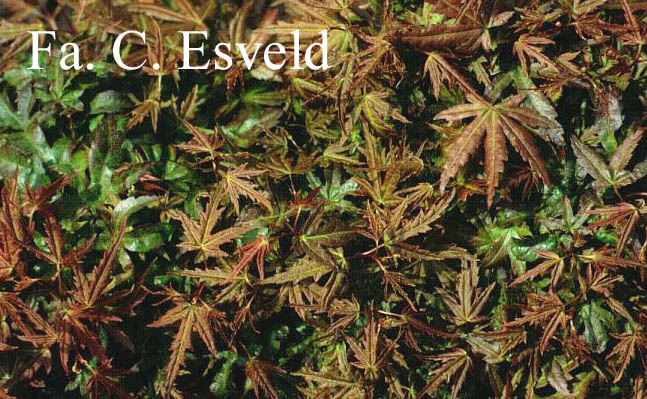 Acer palmatum 'Kohya san'