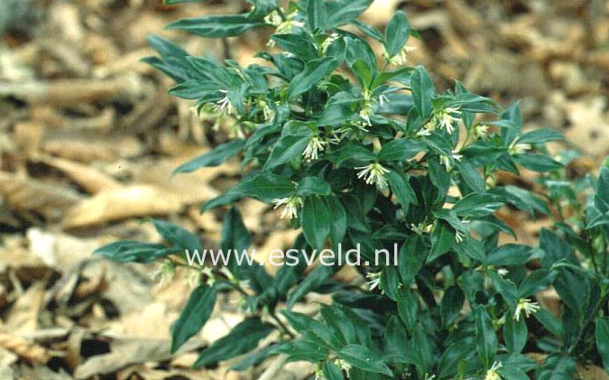 Sarcococca ruscifolia chinensis