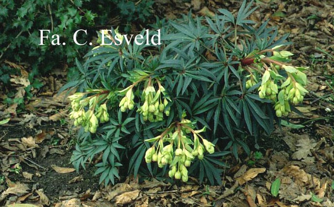 Helleborus foetidus