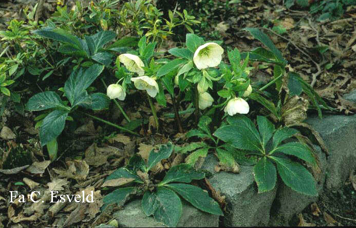 Helleborus orientalis