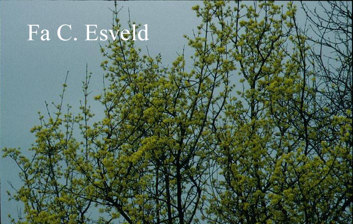 Cornus mas