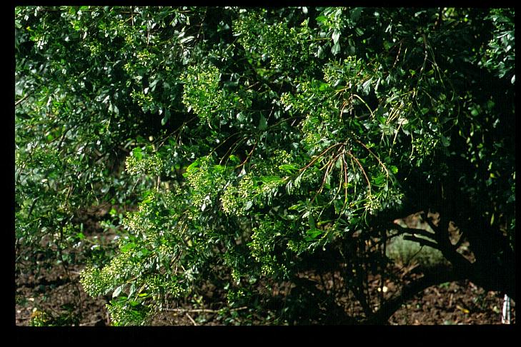 Baccharis halimifolia