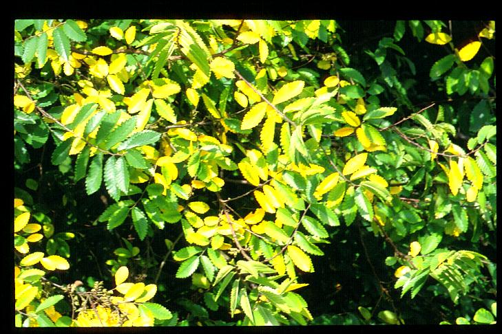 Hemiptelea davidii