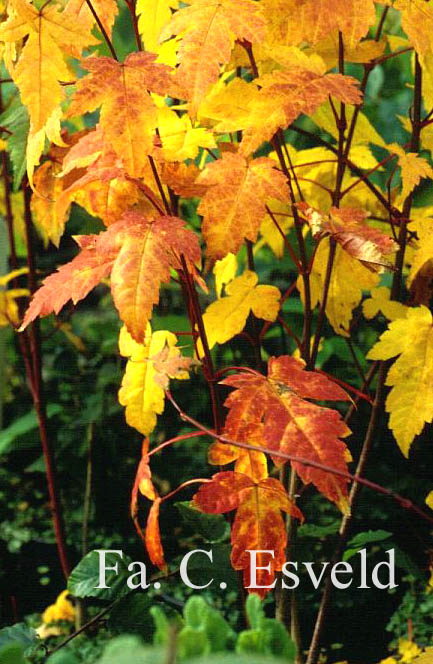 Acer tschonoskii ssp. koreanum