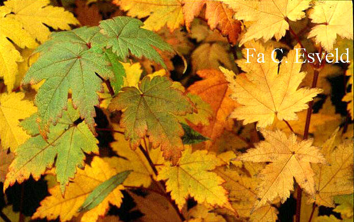 Acer caudatum ssp. ukurunduense