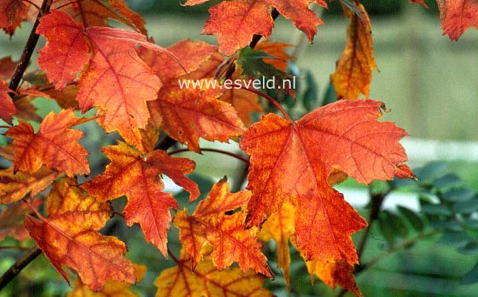 Acer rubrum 'Autumn Flame'