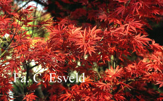 Acer palmatum 'Chitose yama'
