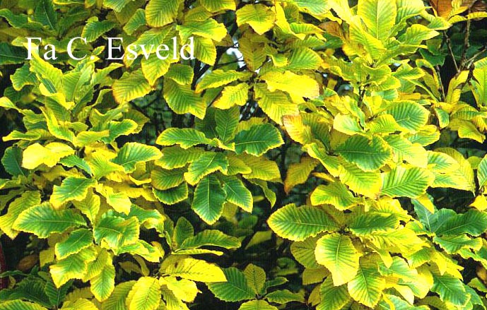 Quercus pontica