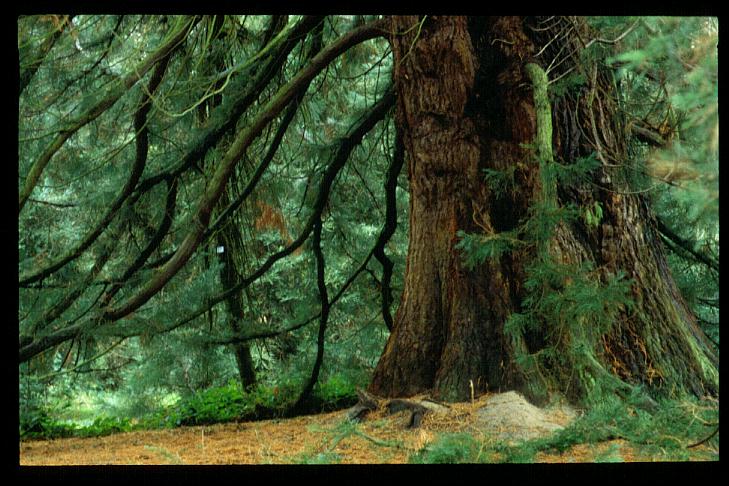 Sequoiadendron giganteum