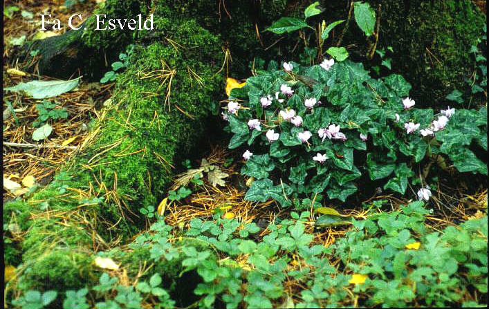 Cyclamen hederifolium