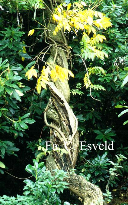 Wisteria sinensis