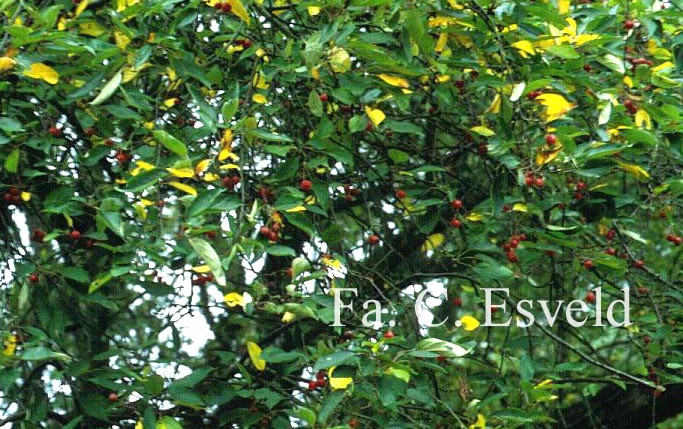 Malus baccata mandshurica