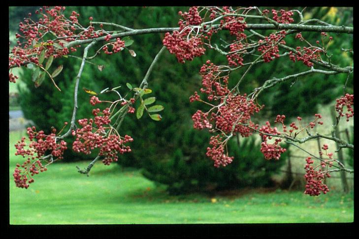 Sorbus hupehensis