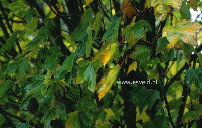 Acer platanoides 'Almira'