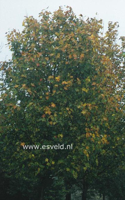 Acer platanoides 'Almira'