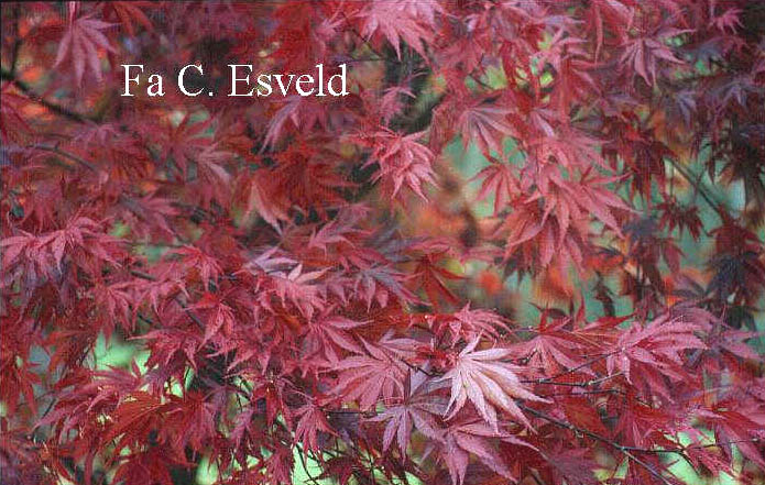 Acer palmatum 'Nicholsonii'