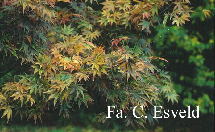 Acer palmatum 'Ohgon sarasa'