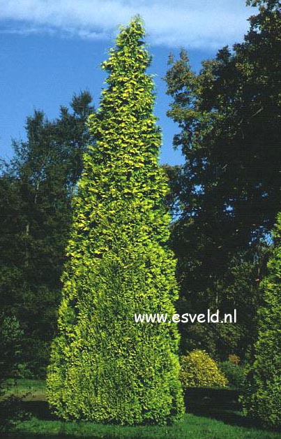 Chamaecyparis lawsoniana 'Stewartii'