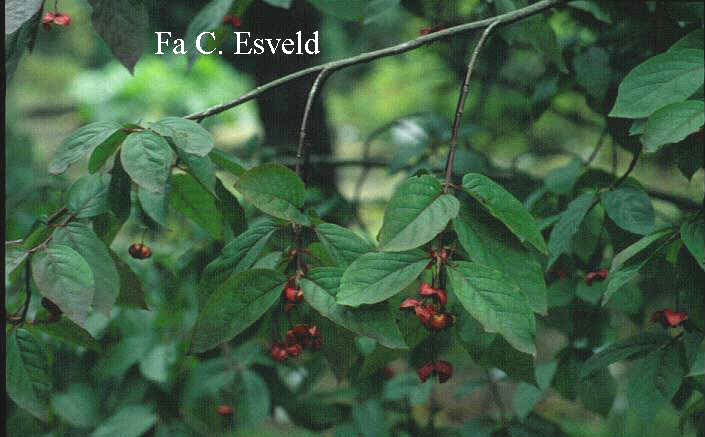 Euonymus latifolius