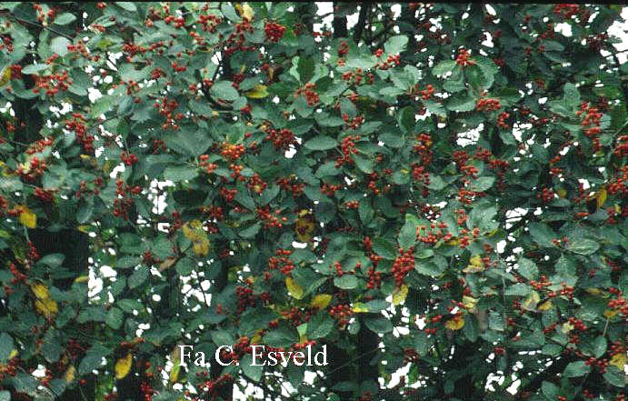 Sorbus mougeotii