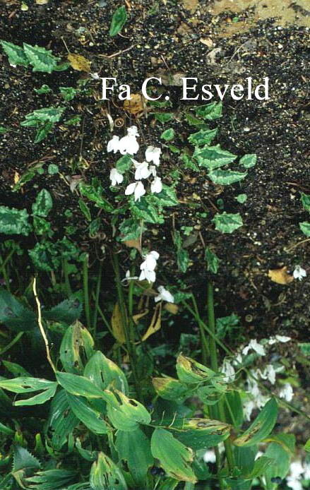 Cyclamen hederifolium