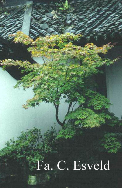 Acer palmatum 'Ohsakazuki'