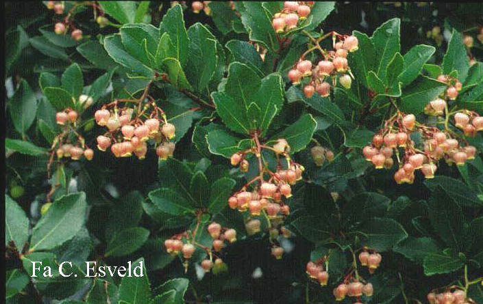 Arbutus unedo 'Rubra'