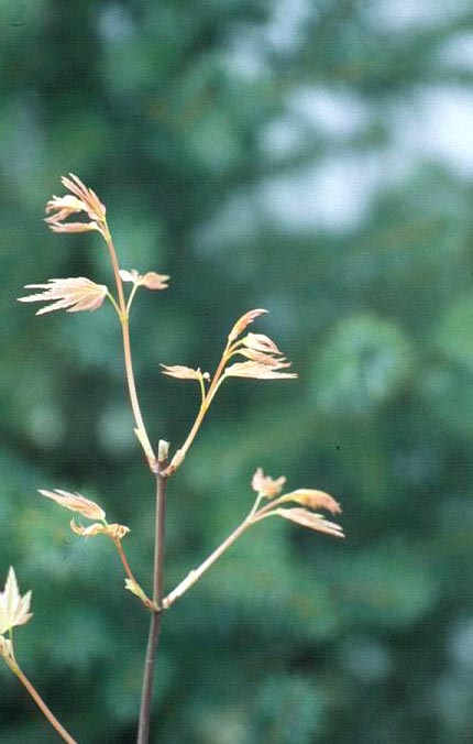 Acer palmatum 'Momoiro koyasan'