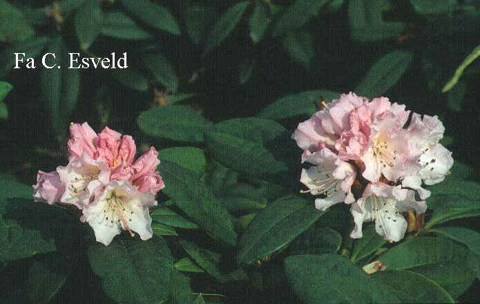 Rhododendron 'Christmas Cheer'