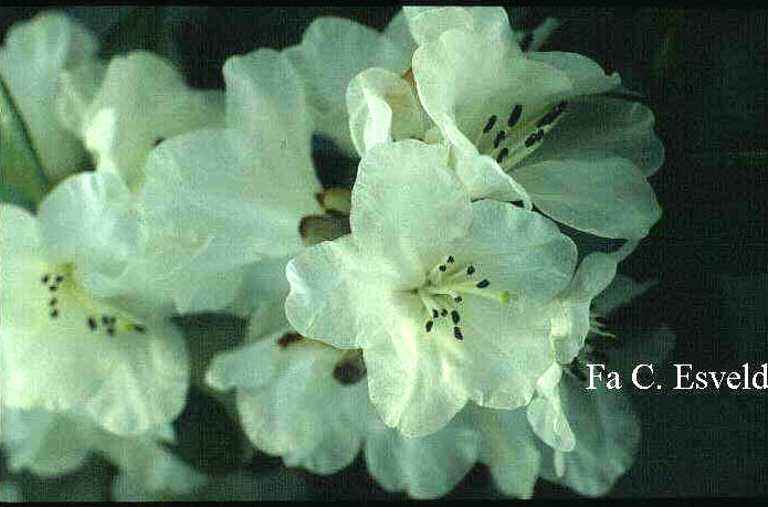 Rhododendron 'Snow Lady'