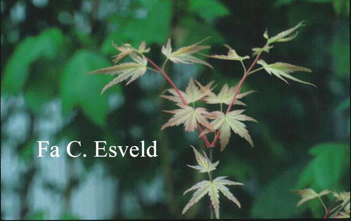 Acer palmatum 'Beni chidori'