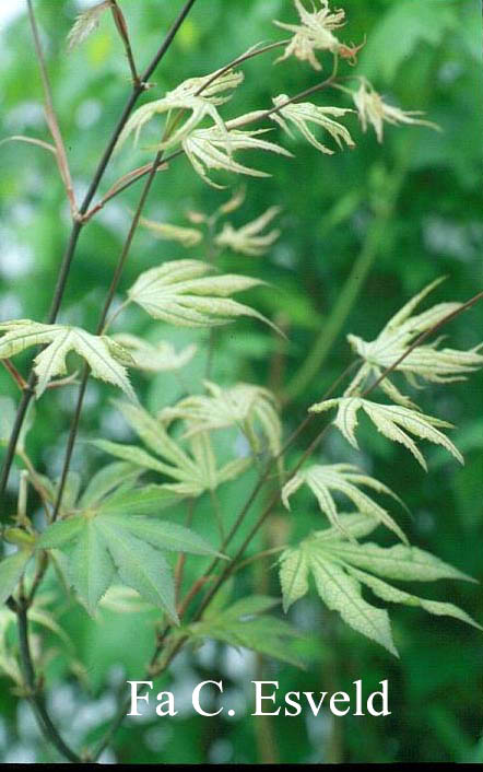 Acer palmatum 'Sawa chidori'